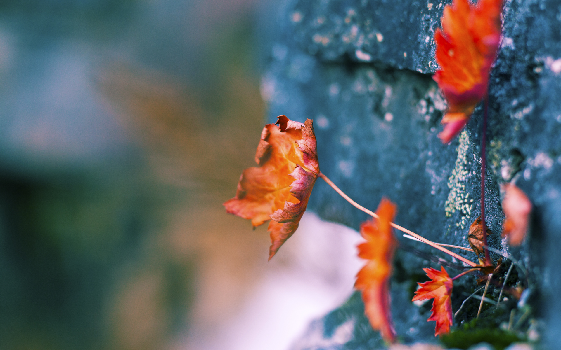 从NBA总决赛到历史战场，当现代焦点战遇见罗马收割德国的启示